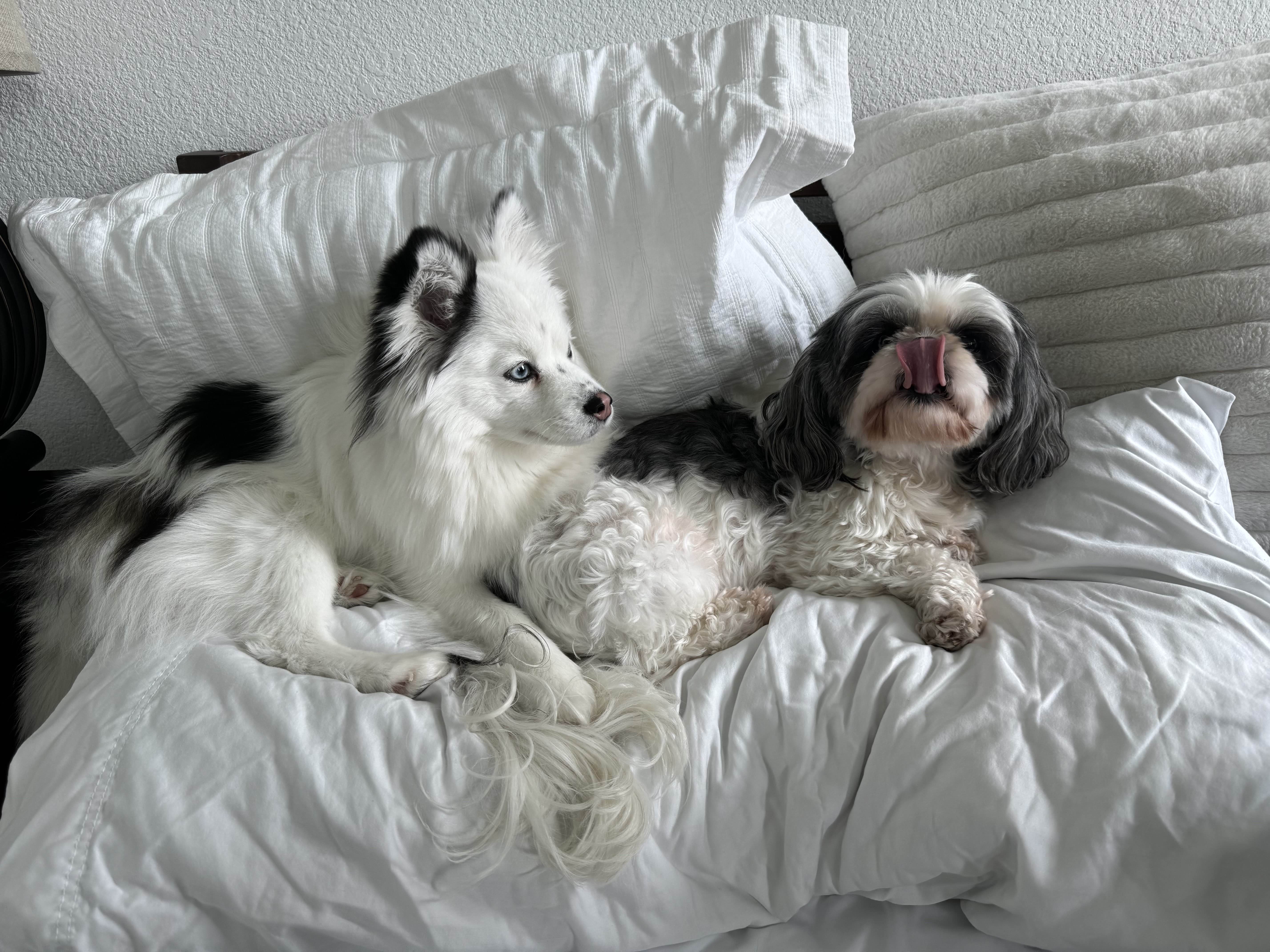 Elora and Nugget, my two dogs